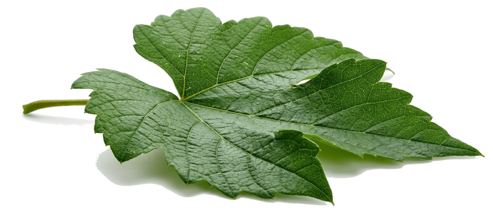 Basil Leaf